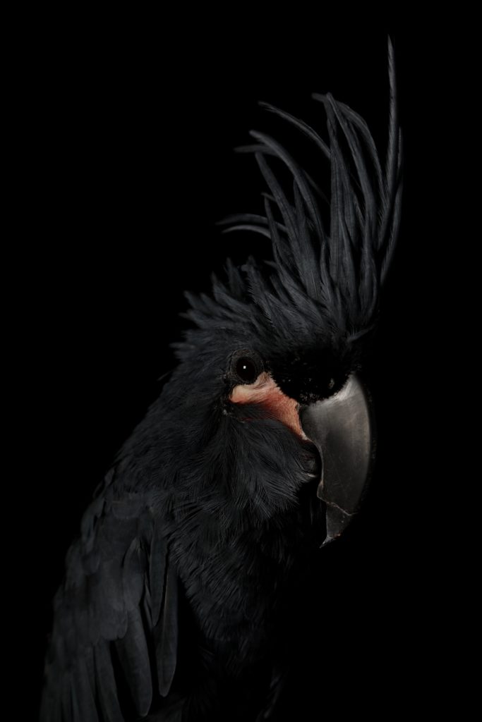 Black Cockatoo Portrait Douglas Stratton Fine Art Travel Photography