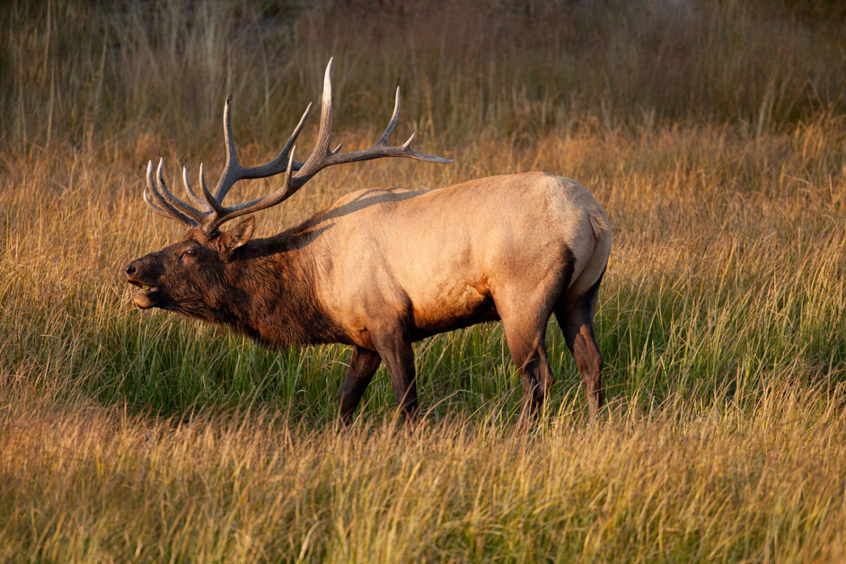 Bull Elk Southern Yellowstone 2012