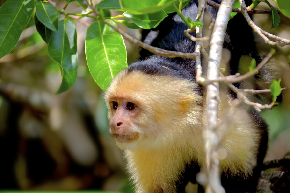Capuchin Climbing Coast Rica 2007