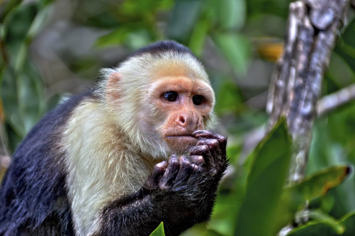 Capuchin Thinking Coast Rica 2007