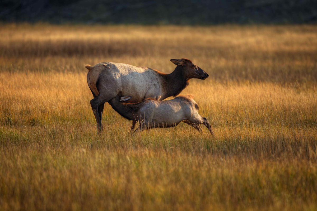 Mother Elk