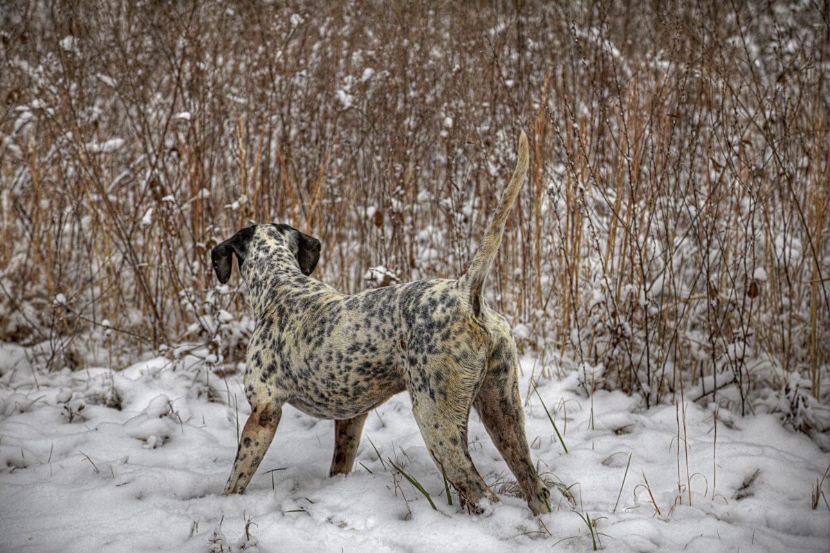 Hunting Dog in the Snow