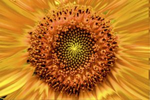 Internal Center Of The Sun Flower