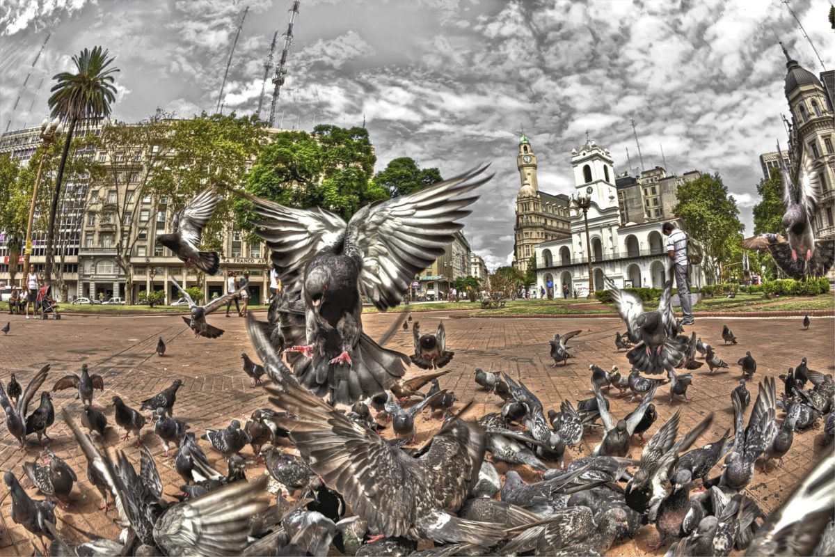 Pigeons at the Plaza de Mayo