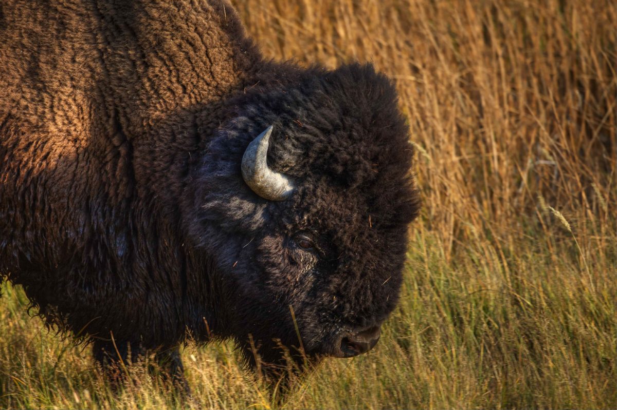 Buffalo, Yellowstone