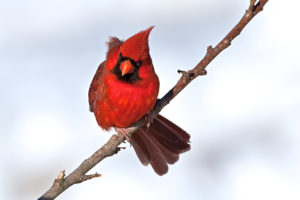 Red Cardinal in the Snow