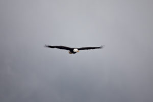 Soaring Eagle BC Canada 2012