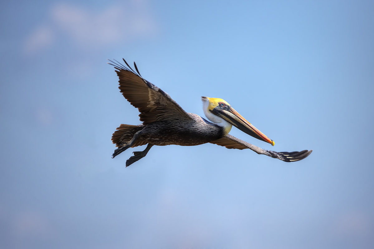 Soaring Pelican
