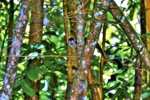 Spider Monkey In Bamboo Costa Rica 2011