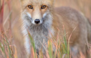 Wild Red Tail Fox