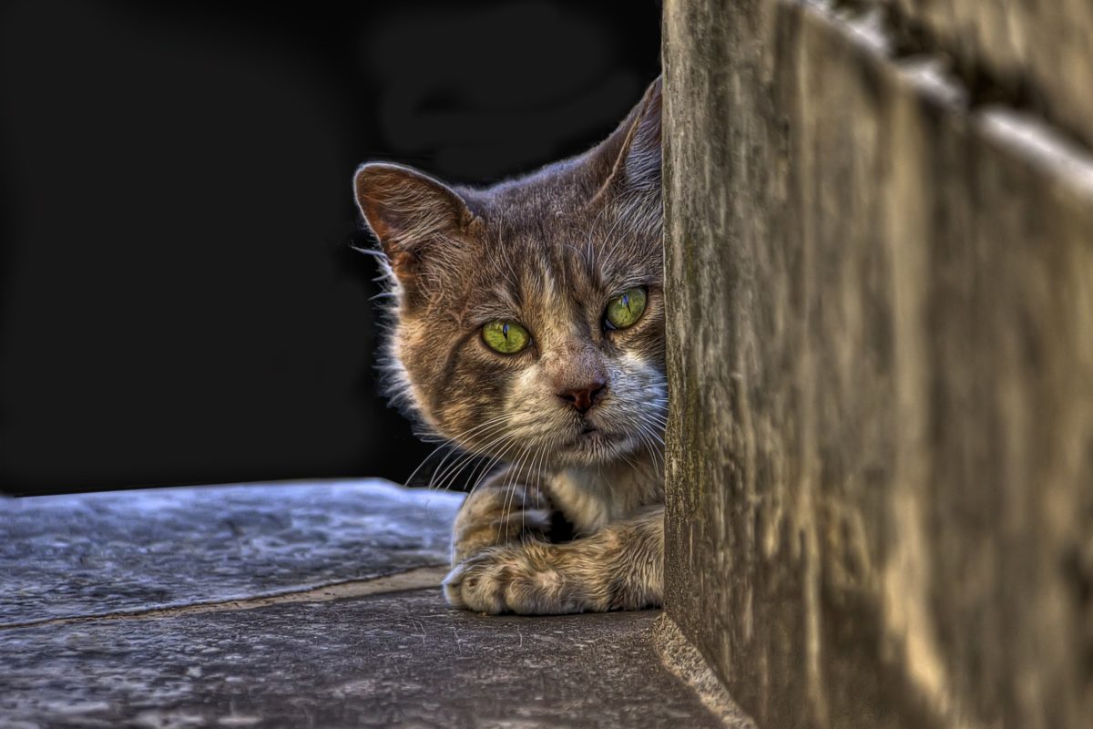 Alley Cat in Recoleta Cemetery
