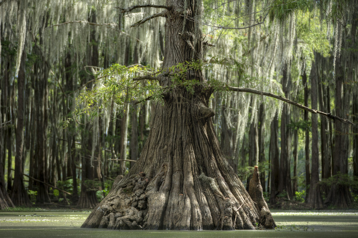 cypress swamps, Louisiana