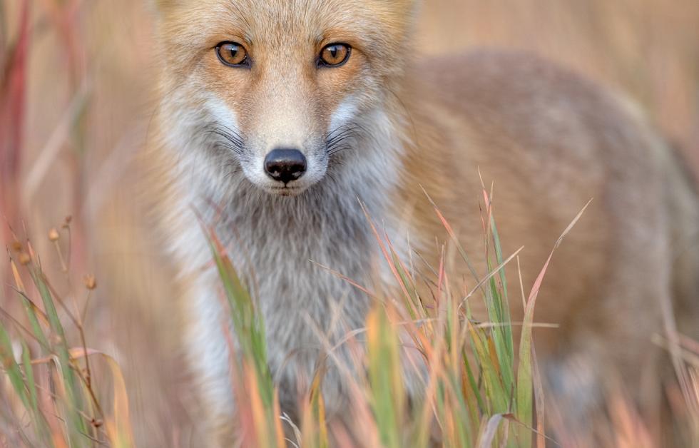 redtail-fox