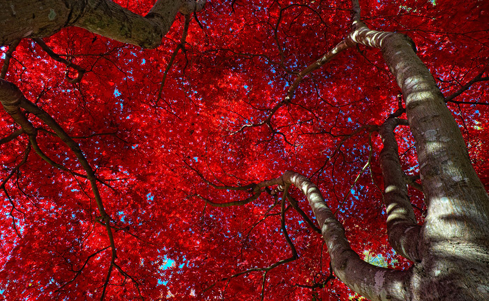 stratton_the japanese maple_