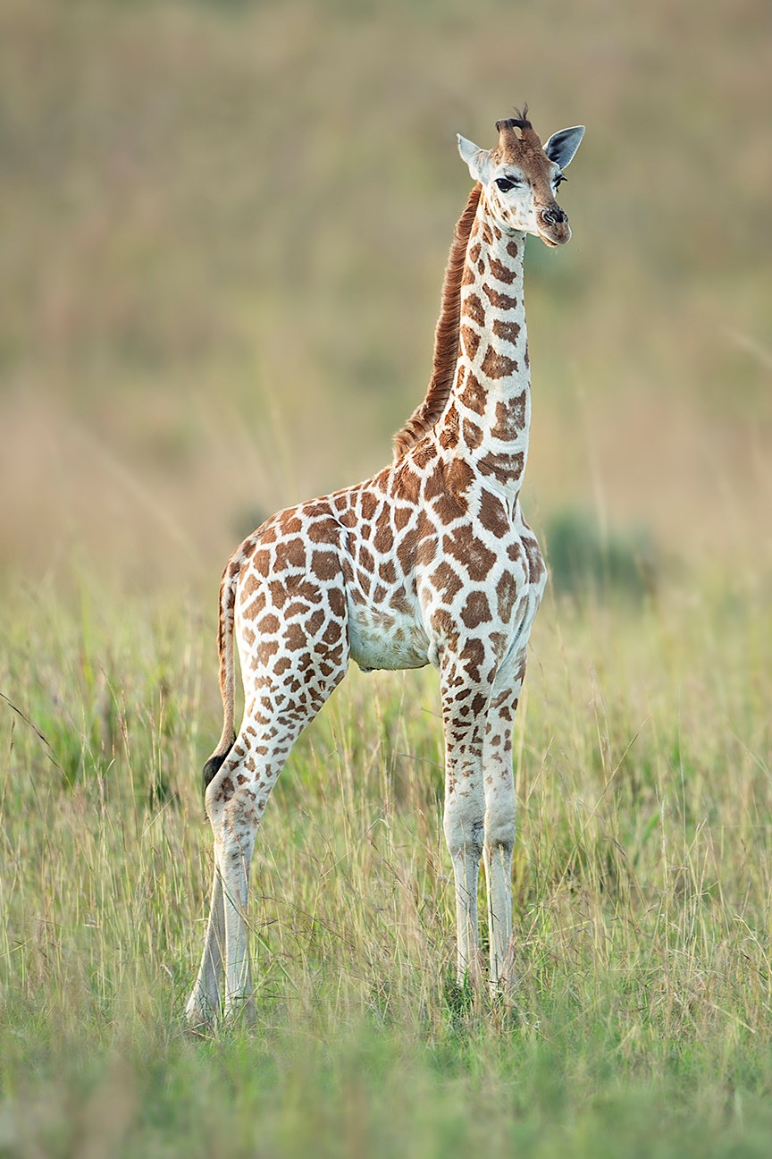 Baby Giraffe, Uganda