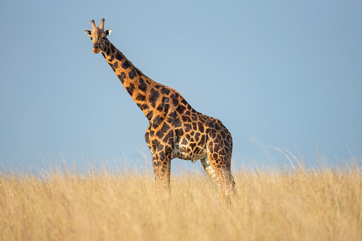 Giraffe, Uganda