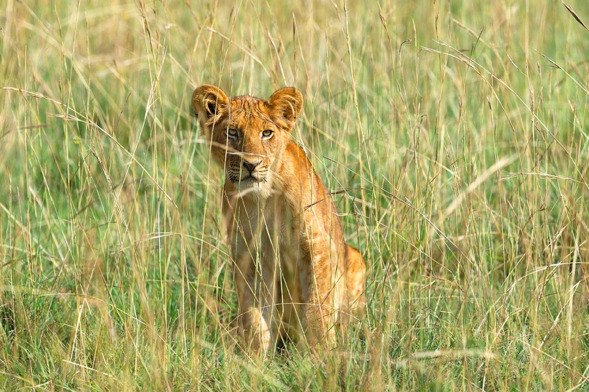Lion Cub, Uganda