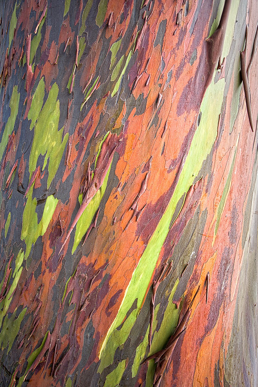 Rainbow Eucalyptus Bark - Kauai Hawaii