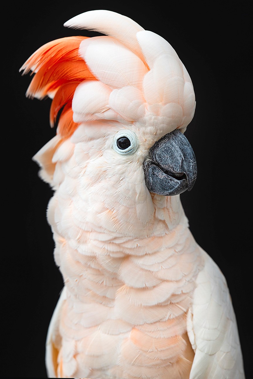 Moluccan Cockatoo Portraits 3