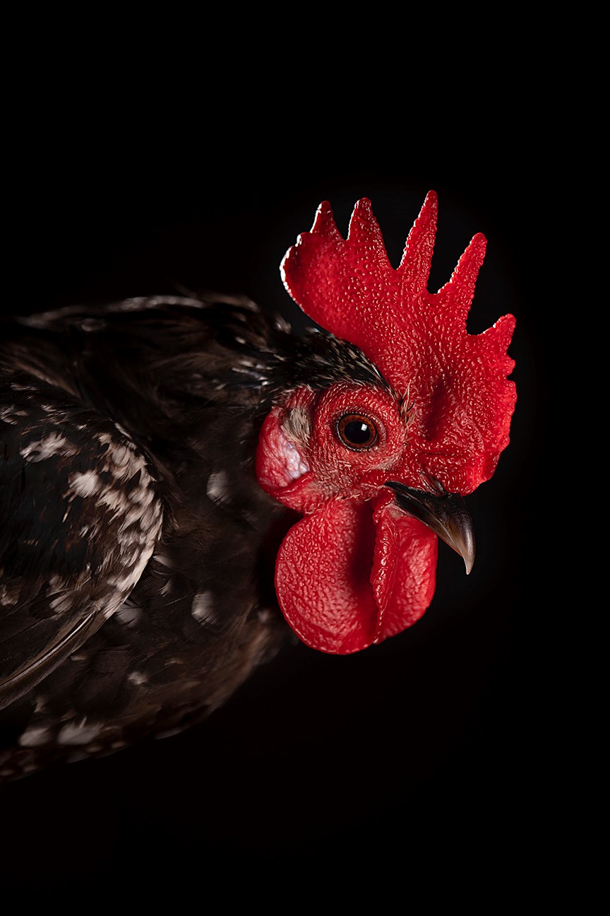 Barnevelder Chicken Portrait