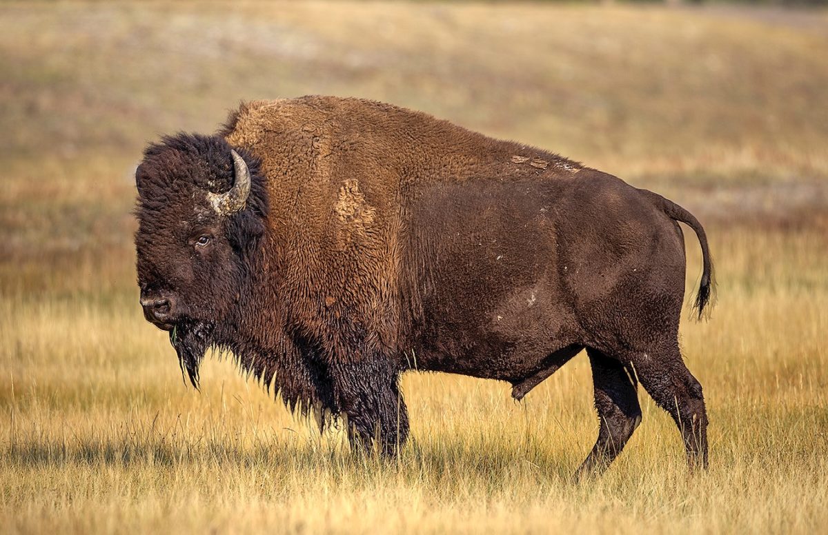 Buffalo Profile