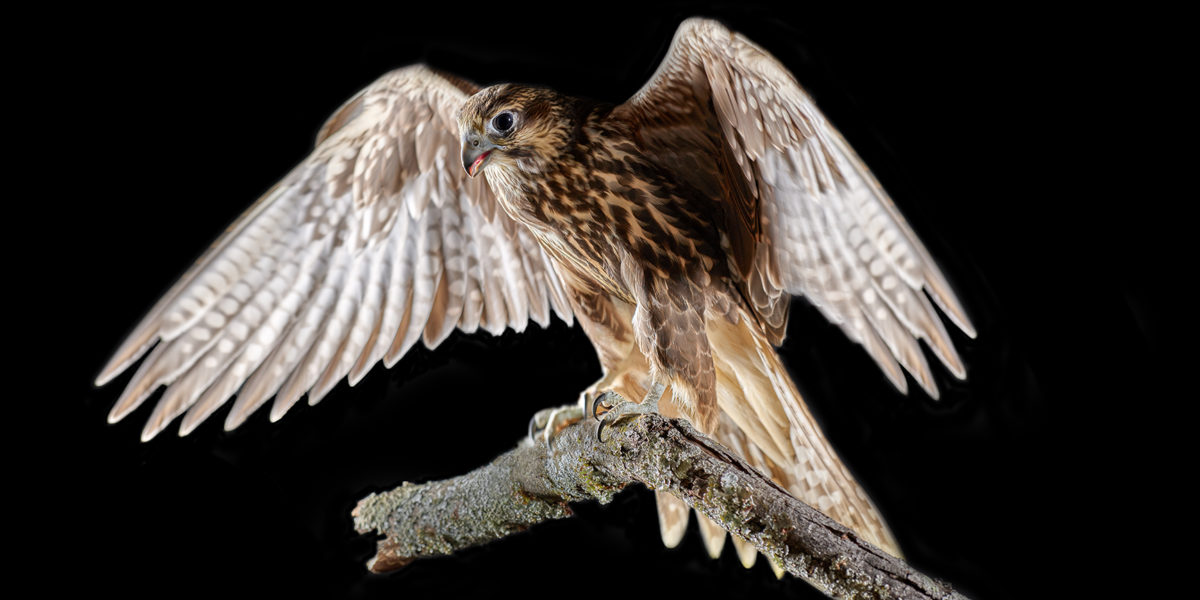 _P0028890-falcon wings master -web