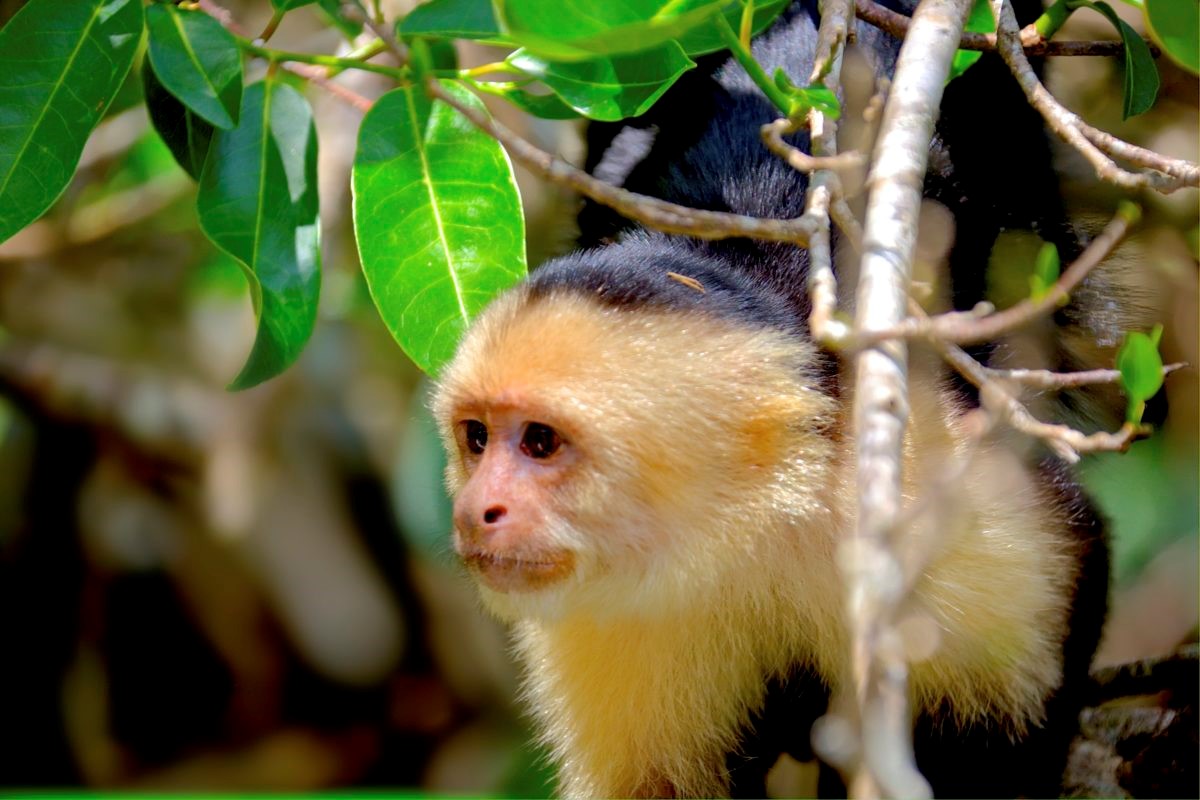 Capuchin Climbing Coast Rica