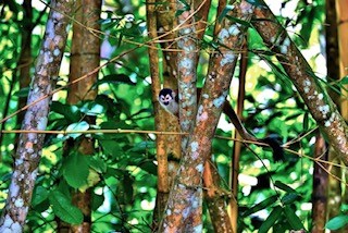 Spider Monkey In Bamboo