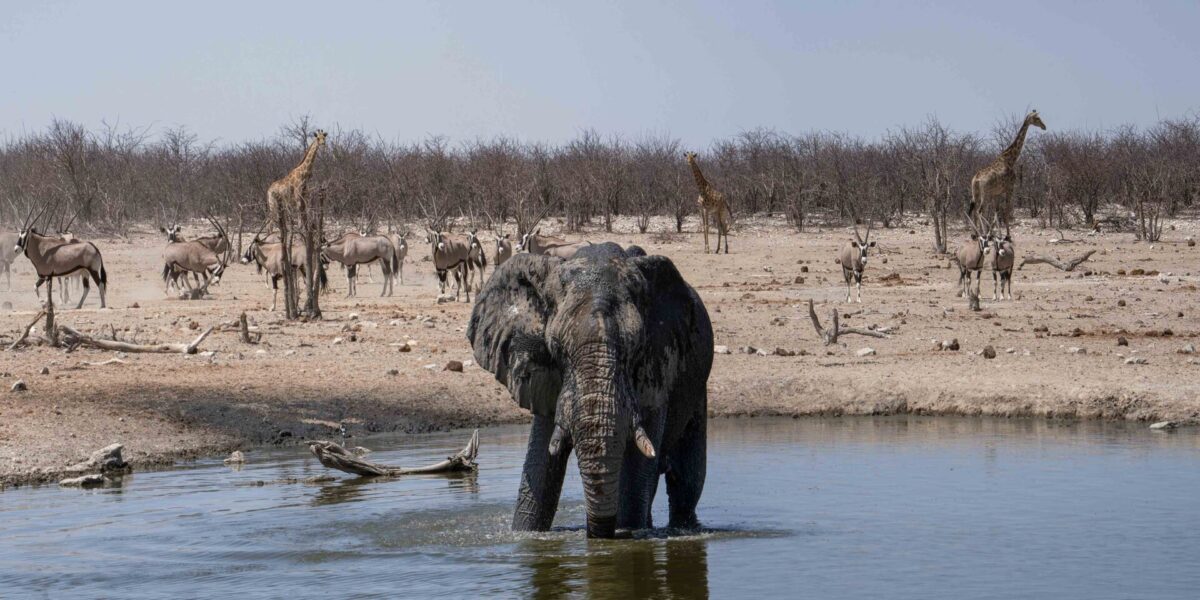 elephant bath- color!!!!!!! Open _Panorama-1 copy