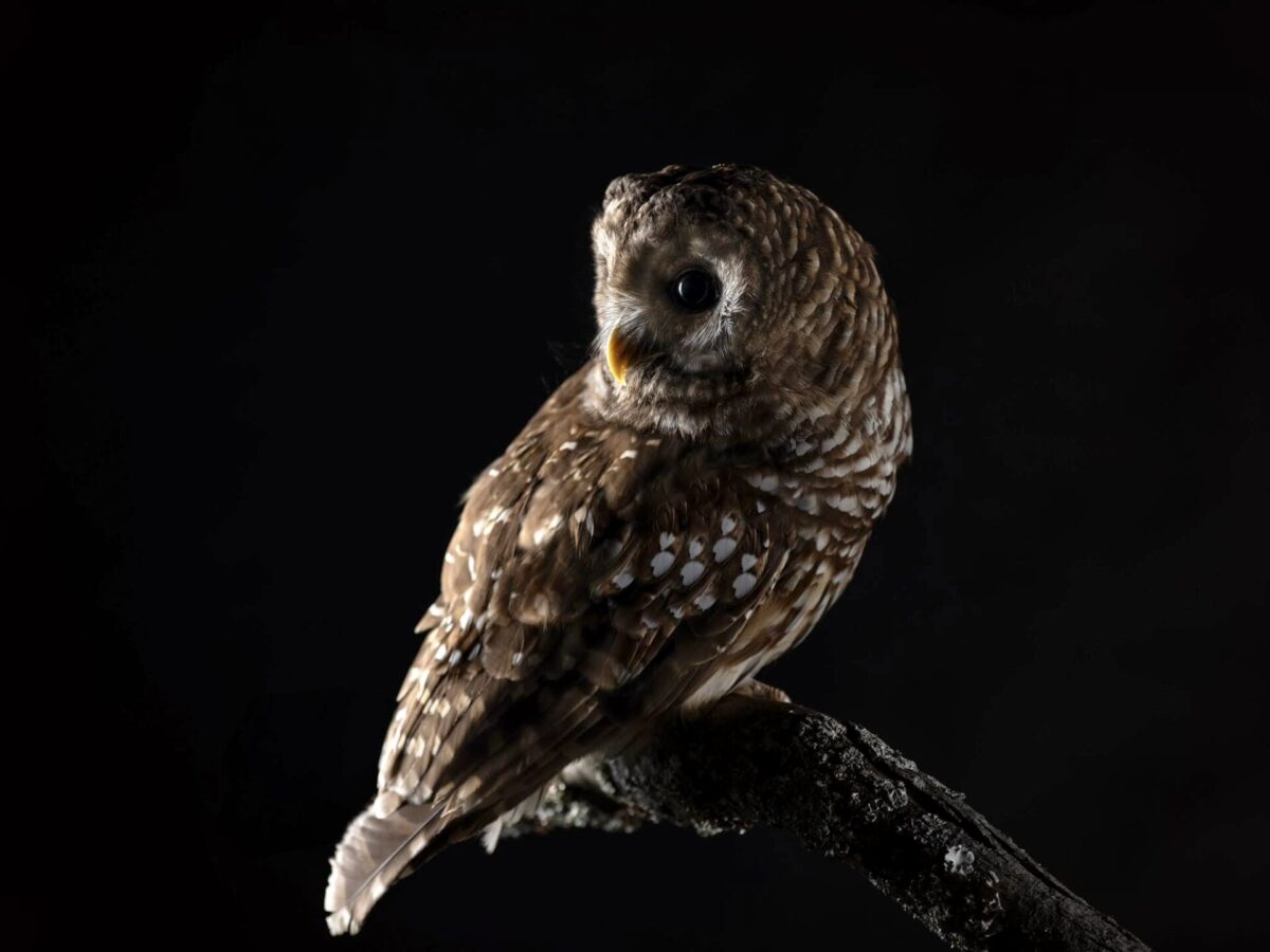 Barred owl