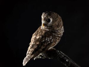 Barred owl