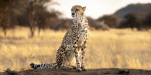 Cheetah