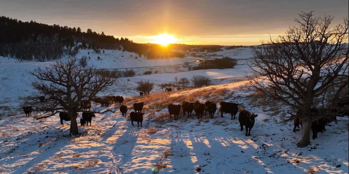 Cow Heard