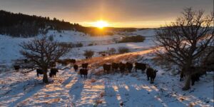 Cow Heard
