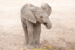 Baby Elephant