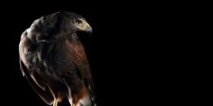 Harris Hawk