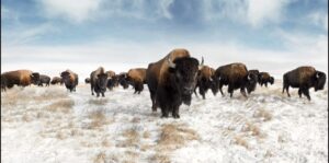 American Buffalo Heard