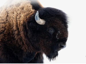 American Buffalo