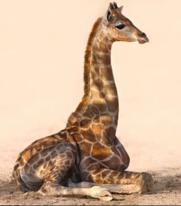 Baby Giraffe