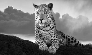 Leopard under African skies BNW