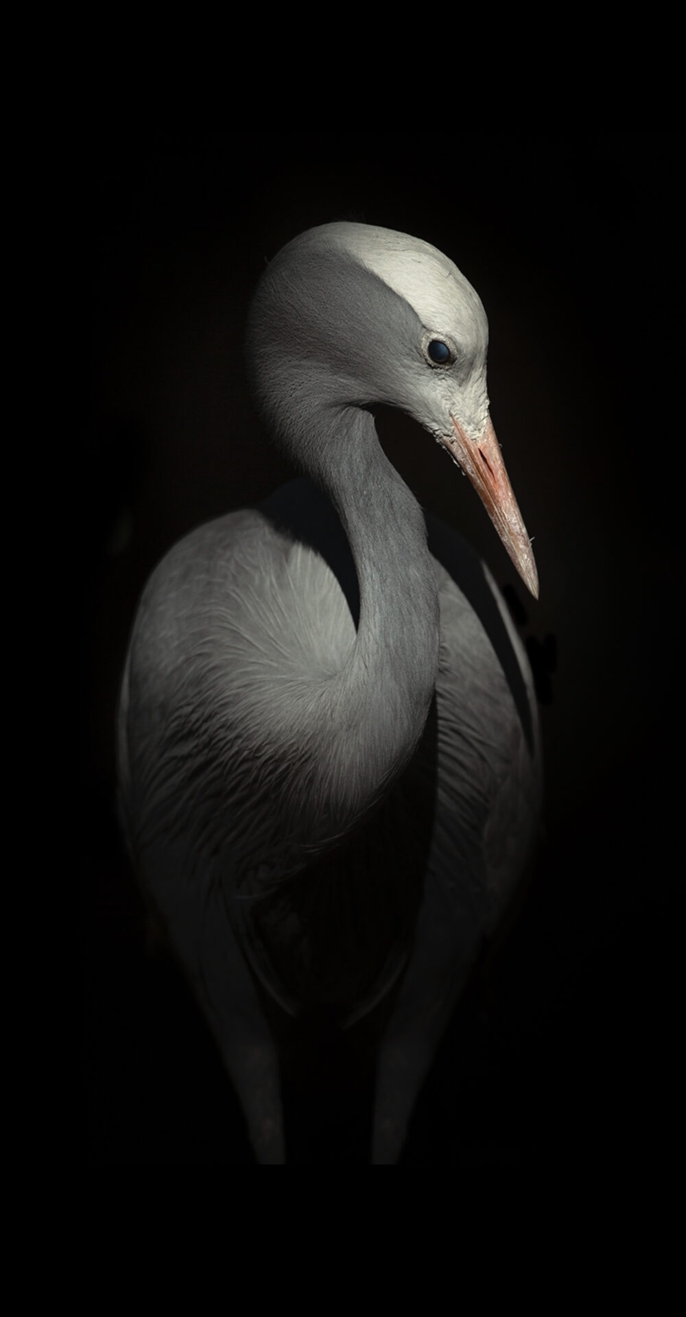 Blue Crane