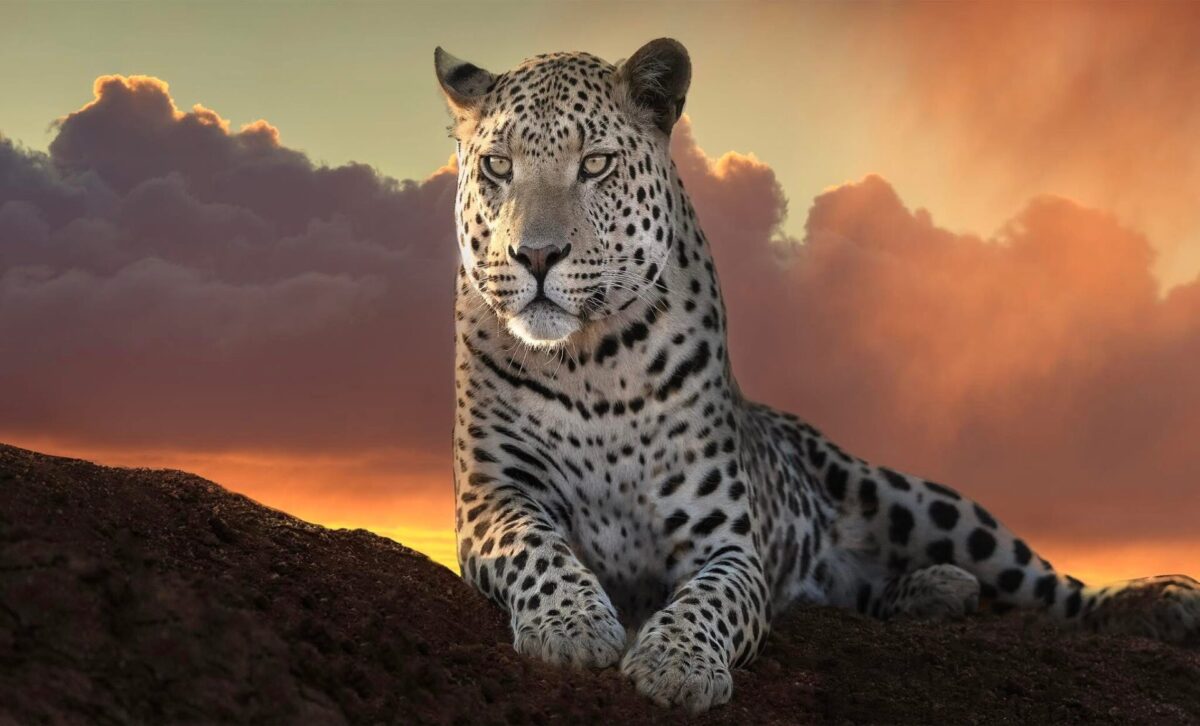 Leopard Under African Skies