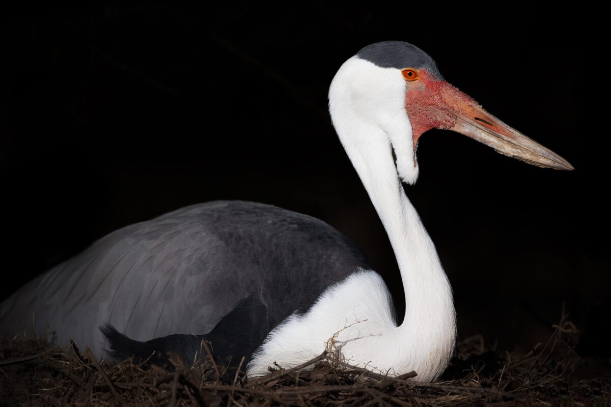 Nesting Wattled Crane