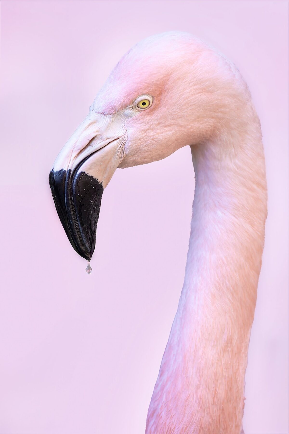 Pink Flamingo Portrait
