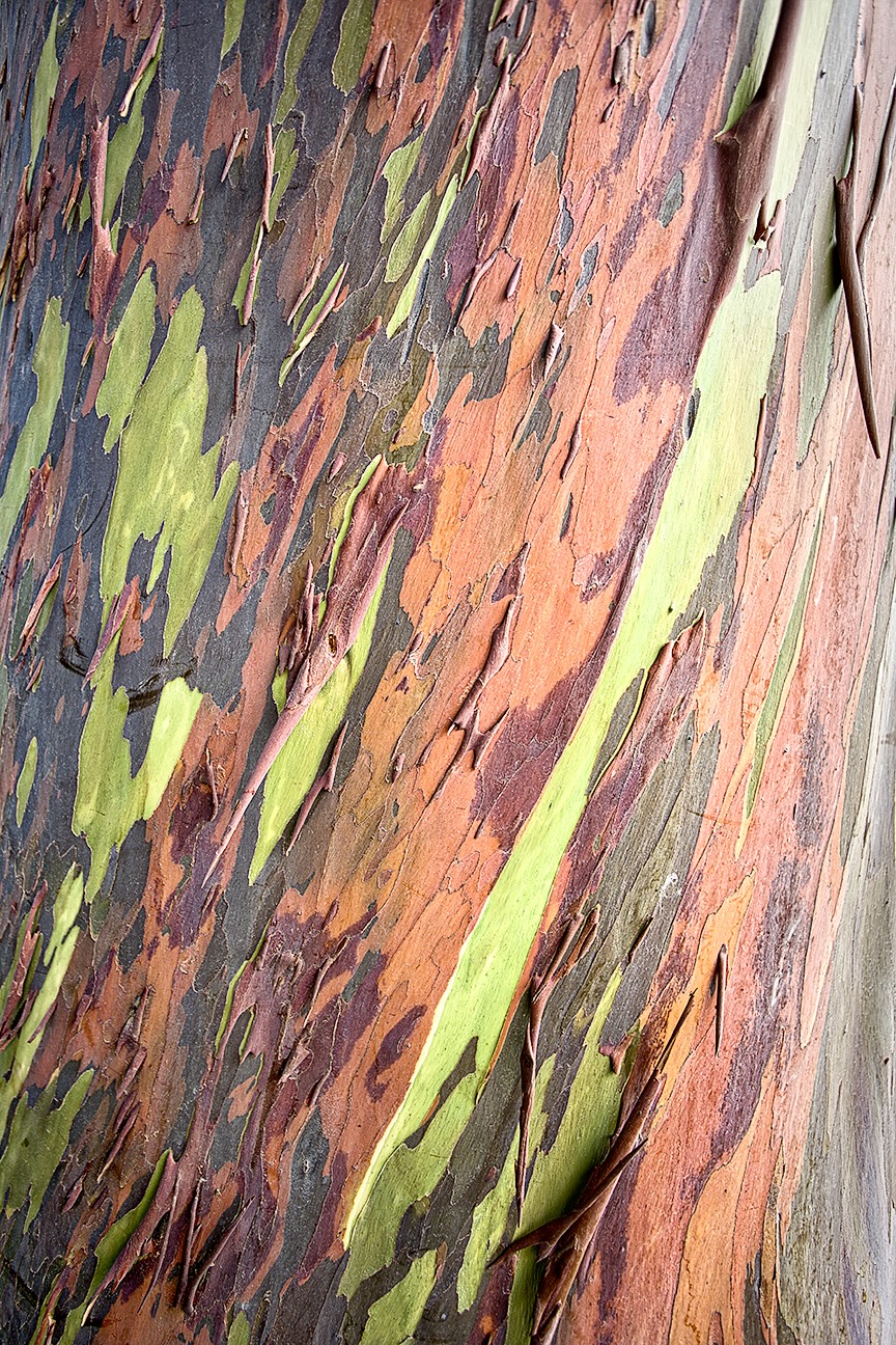Rainbow Eucalyptus Bark Kaui